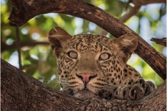 Watchful Leopard