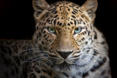 Leopard Gaze