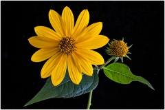 Yellow Flower and Bud