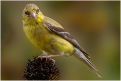 Yellow Finch