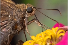 Butterfly Macro