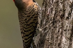 Northern Flicker