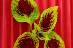 Coleus - Karla Martin