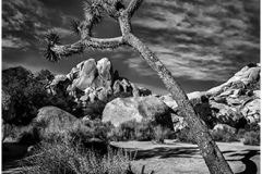 Joshua Tree