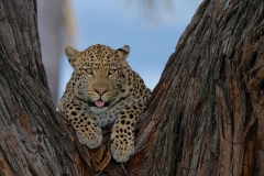 Leopard up a Tree