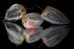 Physalis Skeletons and Reflection