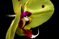 Spotted Moth Orchid