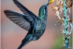 Hummer Feeding