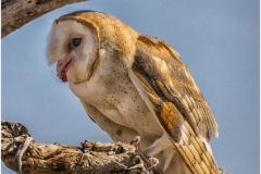 Barn Owl