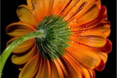 Gerber Daisy Rear Detail