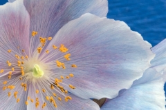 A Flower at Phipps