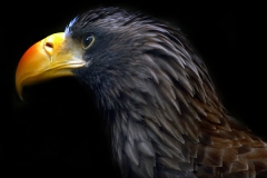 Black Eagle