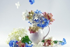 Hydrangea Fantasy