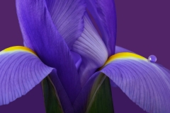 Iris Macro