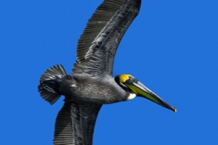 Pelican in Flight