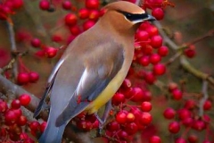 Cedar Waxwing