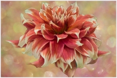 Graceful Dahlia