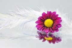 Reflection of Flower & Feather