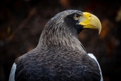 Sea Eagle