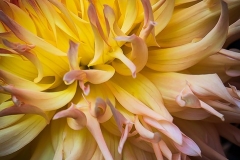 Dahlia Petals