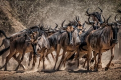 Stampeding Wildebeests