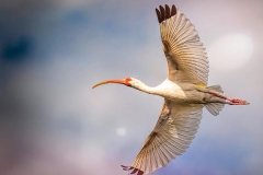 White Ibis in Flight