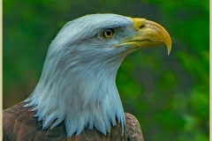 Eagle