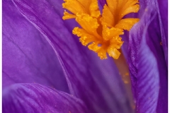 Crocus