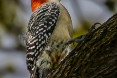 Red Bellied  Woodpecker