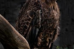 Eagle portrait