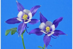 Two Blue Columbine