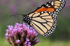 Monarch Butterfly