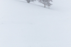 Bison at Trout Creek