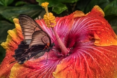 Butterfly at Breakfast