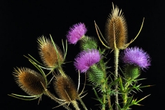 Thistle and Teasel