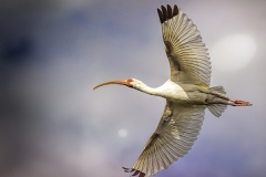 White Ibis in Flight