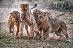 Lions Hunting