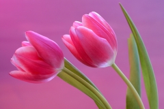 Two Pink Tulips