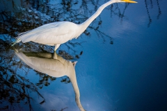 White Heron