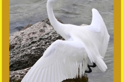 Ballerina Egret