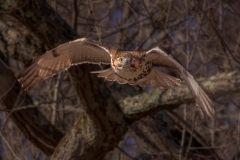 Hawk Attack