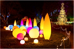 Phipps Garden Lights