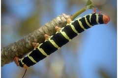 Hawkmoth Caterpillar