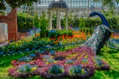 A Peacock at Phipps 2