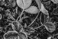 Frosted Strawberries