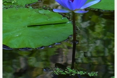 Blue Water Lilly