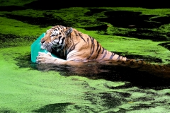 Swimming Tiger