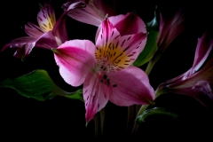 Alstroemeria