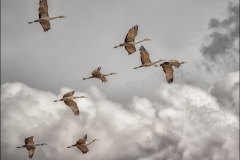 Sand Hill Cranes Bosque del Apache