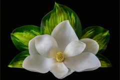 Magnolia with Hosta Leaves